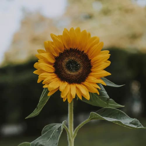 Photo of Flower