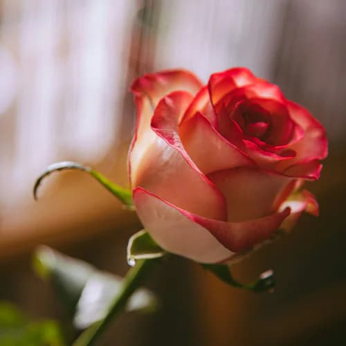 Photo of Flower