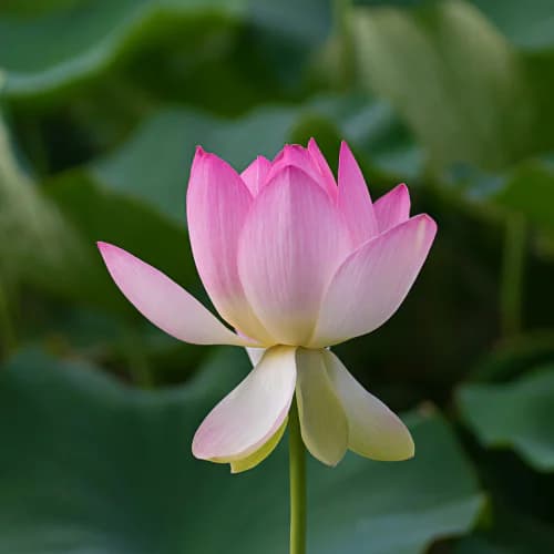Photo of Flower