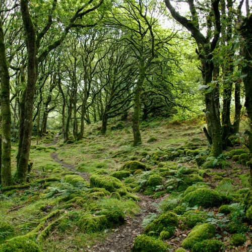 Photo of Forest