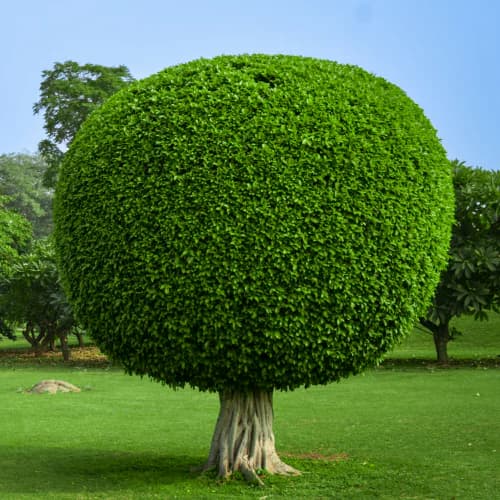 Photo of Bush