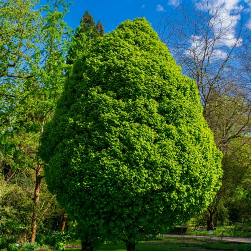 Photo of Bush