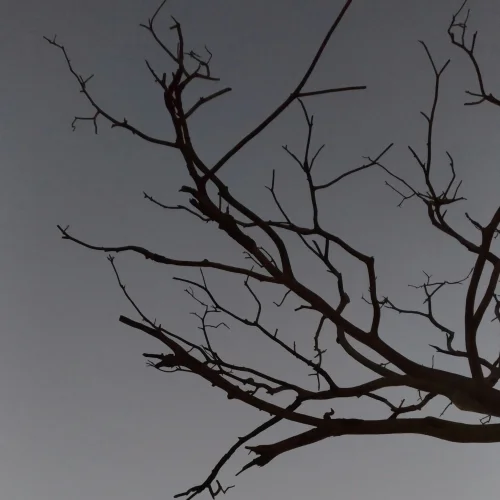 Photo of Branch