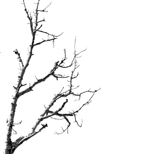 Photo of Branch