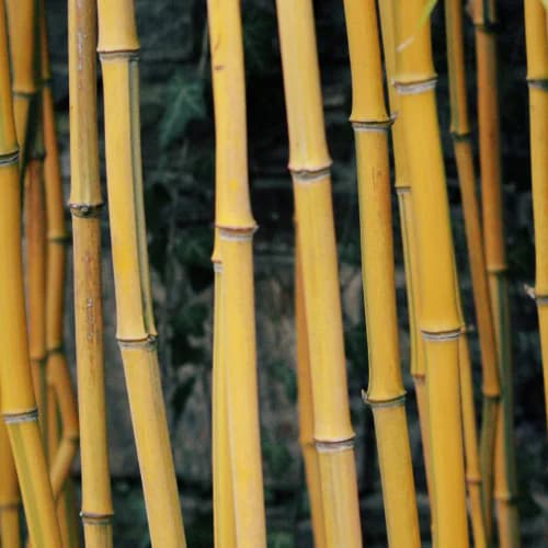 Photo of Bamboo