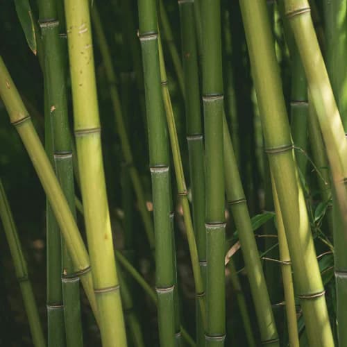 Photo of Bamboo