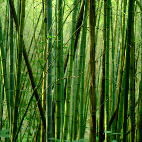 Photo of Bamboo
