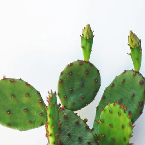 Photo of Cactus