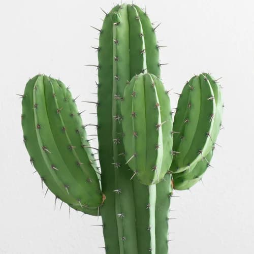 Photo of Cactus