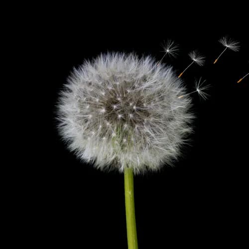 Photo of Dandelion