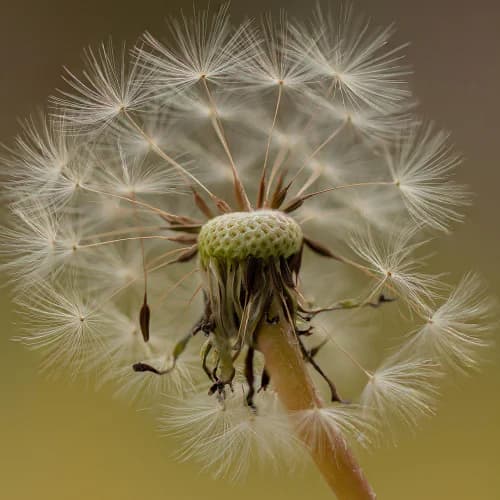 Photo of Dandelion