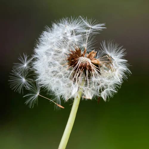 Photo of Dandelion