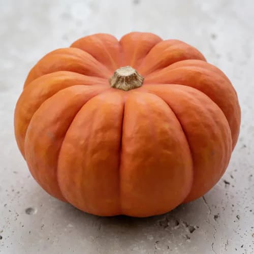 Autumn Pumpkin