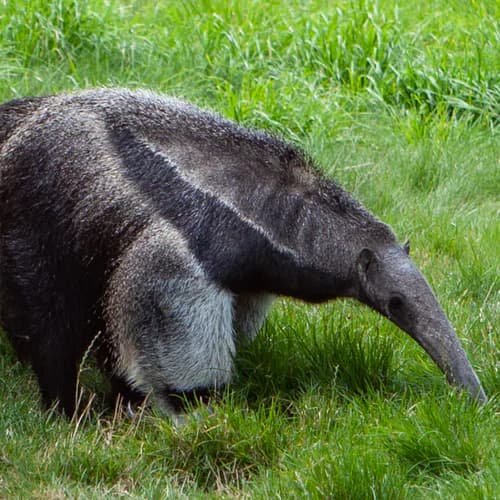 Photo of Anteater