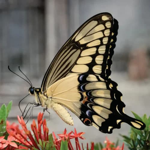 Photo of Butterfly