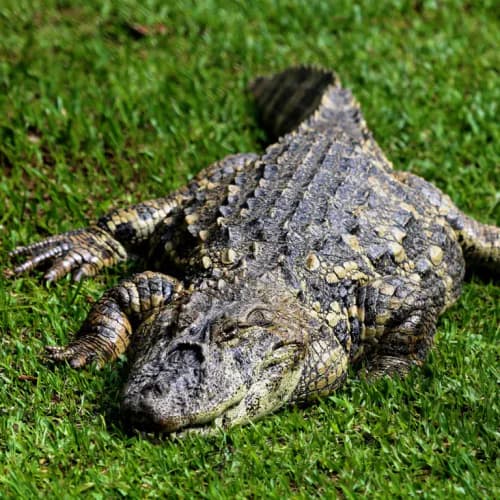 Photo of Alligator