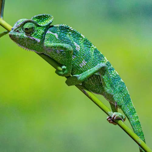 Photo of Chameleon