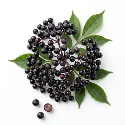 Photo of Elderberry