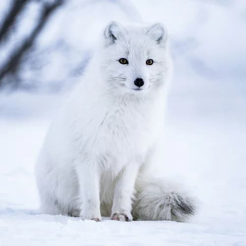 Photo of Arctic Fox