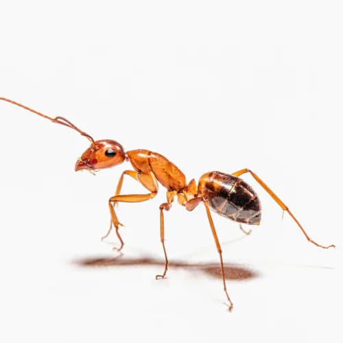 Photo of Ant