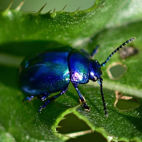Photo of Beetle