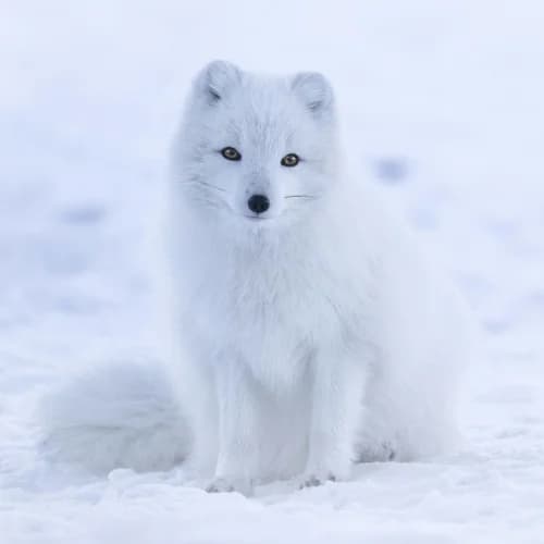Photo of Arctic Fox