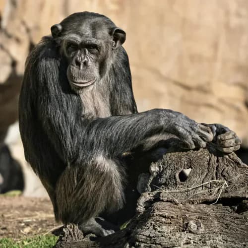 Photo of Chimpanzee