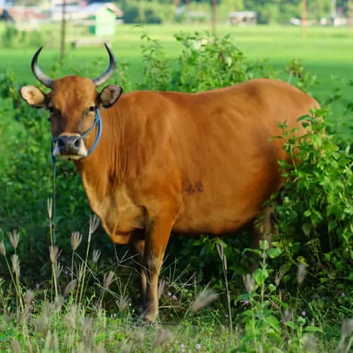 Photo of Cow