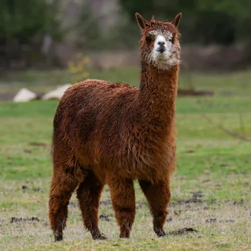 Photo of Alpaca