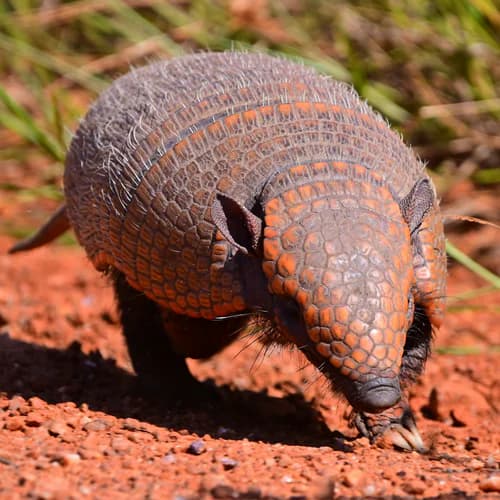 Photo of Armadillo