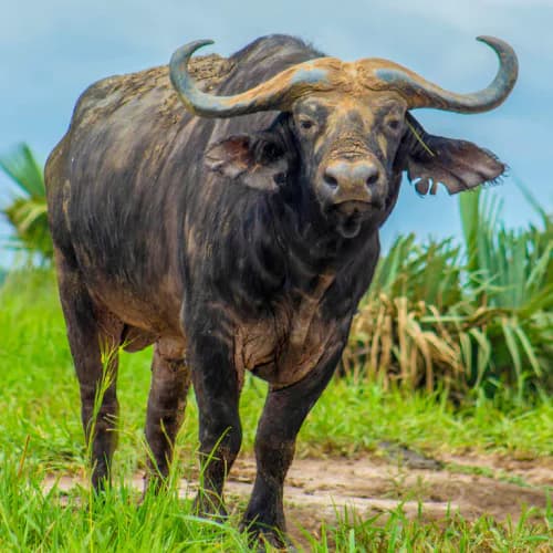Photo of Buffalo