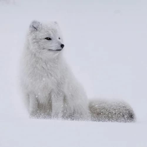 Photo of Arctic Fox
