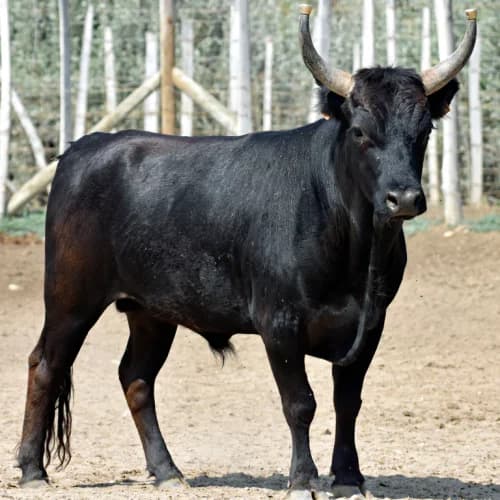 Photo of Bull