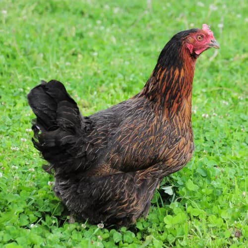 Photo of Chicken