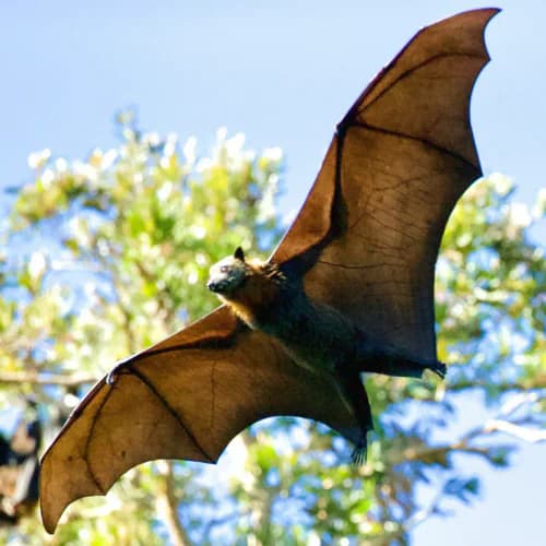 Photo of Bat