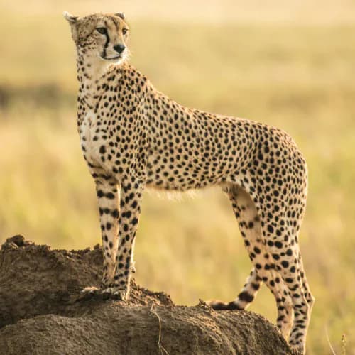 Photo of Cheetah