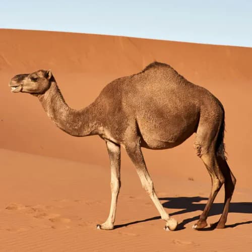 Photo of Camel