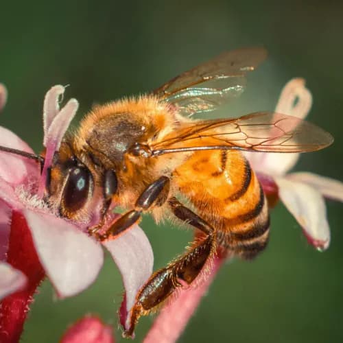 Photo of Bee