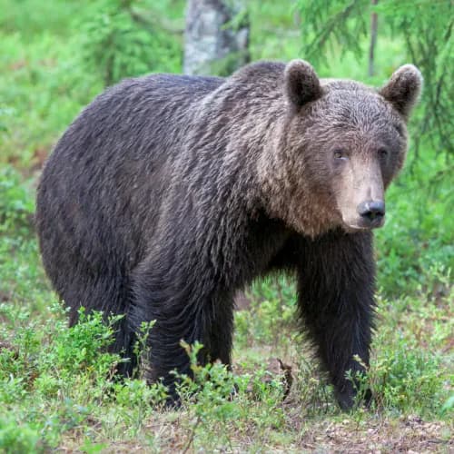 Photo of Bear