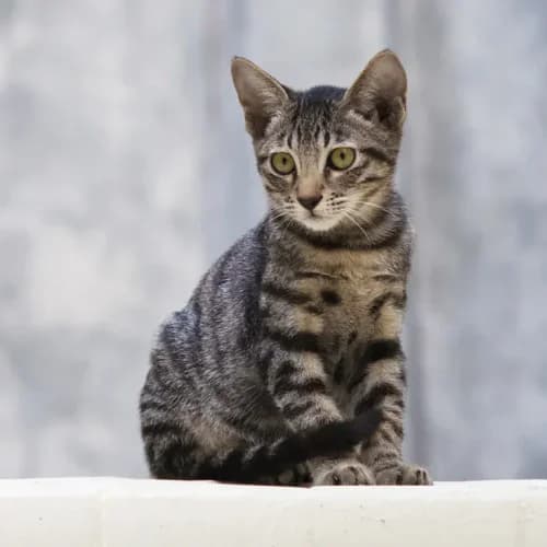 Photo of Cat