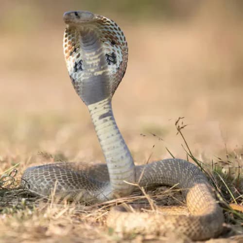 Photo of Cobra