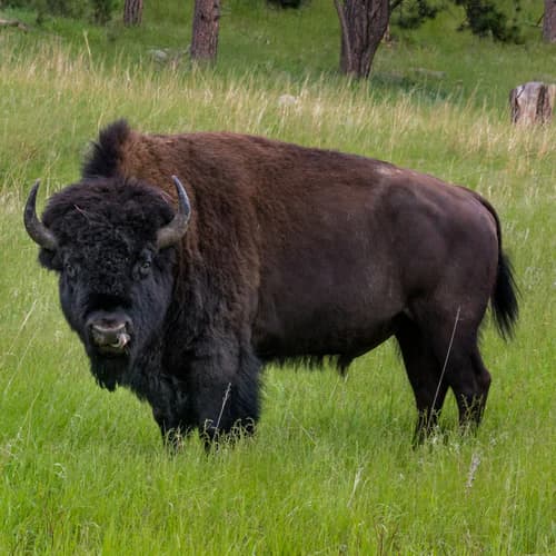 Photo of Bison